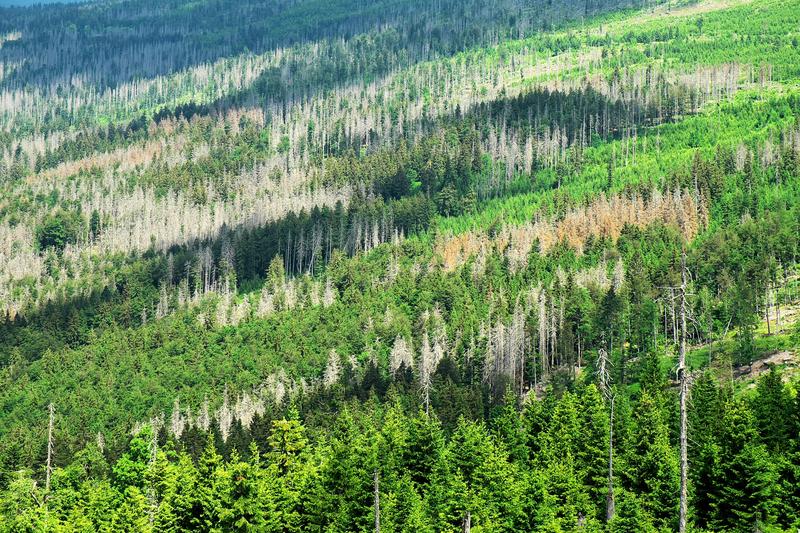 Baumsterben durch Borkenkäferbefall