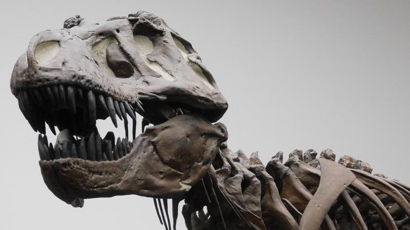 Montierter Skelett-Abguss von Tyrannosaurus rex im Senckenberg-Museum Frankfurt am Main. Dieser Raubsaurier lebte vor 66 Millionen Jahren und kam ausschließlich im westlichen Nordamerika vor. 