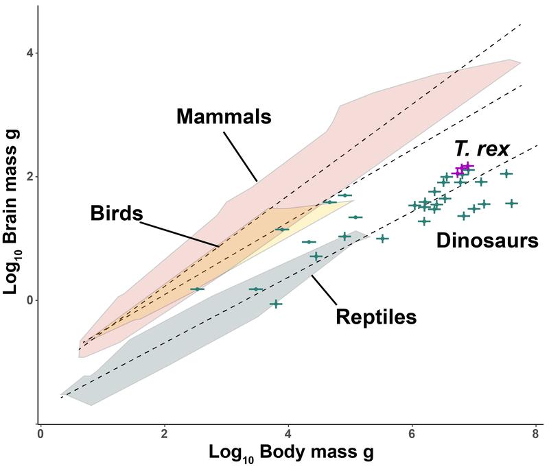 Beziehung zwischen Gehirn- und Körpermasse bei Landwirbeltieren. Dinosaurier wie T. rex zeigten ein Gewichtsverhältnis, das dem lebender Reptilien entsprach. 