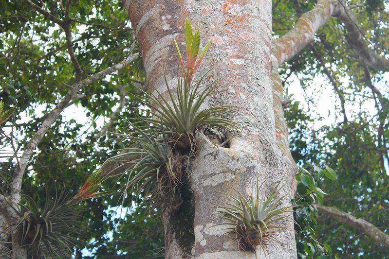 Tillandsia fasciculata ist eine der in dieser Arbeit untersuchten Arten. Sie betreibt eine alternative Form der Photosynthese, die CAM genannt wird und die es ihr ermöglicht, als Epiphyt unter wasserarmen Bedingungen zu überleben.