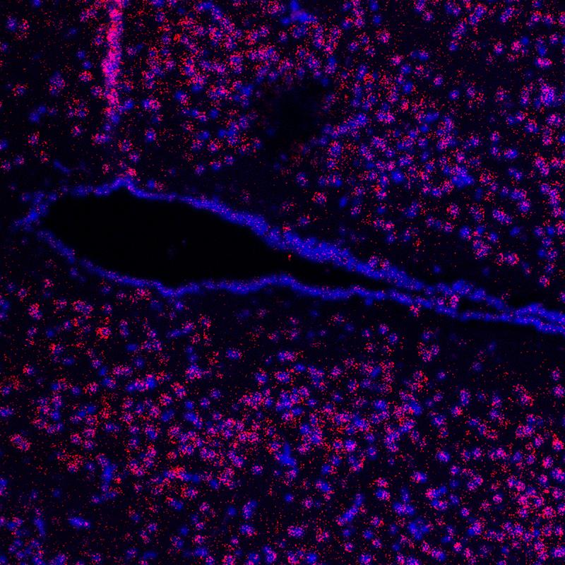 Microscopic view of a hypothalamus brain section. The third ventricle (black) is visible. The red dots show the receptor. The nuclei are blue. 