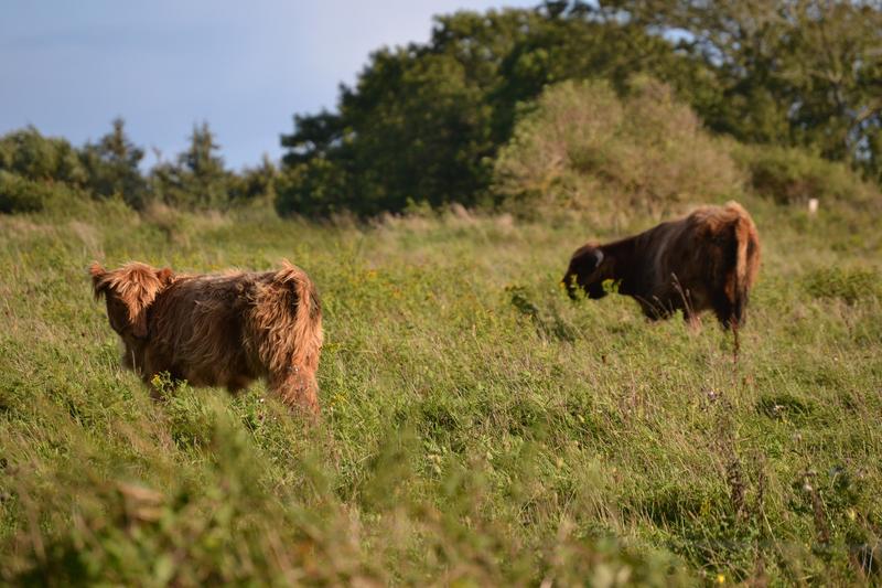 Die Beweidung durch Haus- und Wildtiere prägt Landschaften in ganz Europa. 