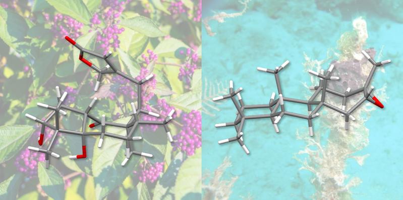 Mit einem neuen Ansatz gelang Chemikern der Universität Basel die Totalsynthese der beiden Naturstoffe Randainin D (links) und Barekoxid (rechts).
