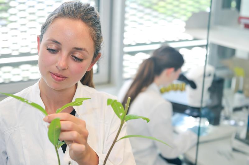 Im aktuellen Hochschulranking des Centrums für Hochschulentwicklung (CHE) stellen Studierende den Studiengängen zur Biologie und Agrarbiologie ein hervorragendes Zeugnis aus.