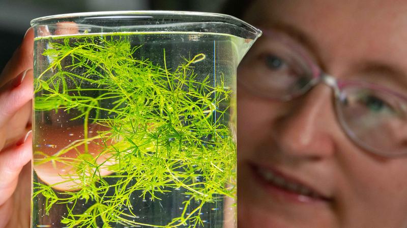 Dr Lydia Gramzow presents Charophysceae (Chara foetida) in a glass jar.