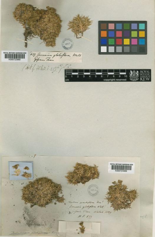 Oldest genetically examined specimen: Nepalese sandwort (Arenaria globiflora). Herbarium specimen from Kew, collected in the Himalayas in 1829. 