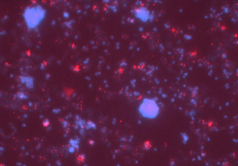 Microscopic image of a co-culture of the two species of bacteria. The blue colouring shows bacteria, the red dots are viruses. They cause some bacterial cells to break up, releasing the vitamin into the water.