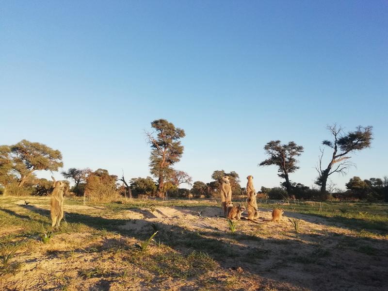 Erdmännchen in der Kalahari