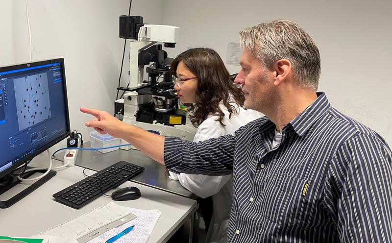 Prof. Dr. Thomas Dresselhaus diskutiert mit seiner Mitarbeiterin Dr. Li-Hsuan Ho das Wachstum von Pollenschläuchen nach Behandlung mit RALF Peptiden. 