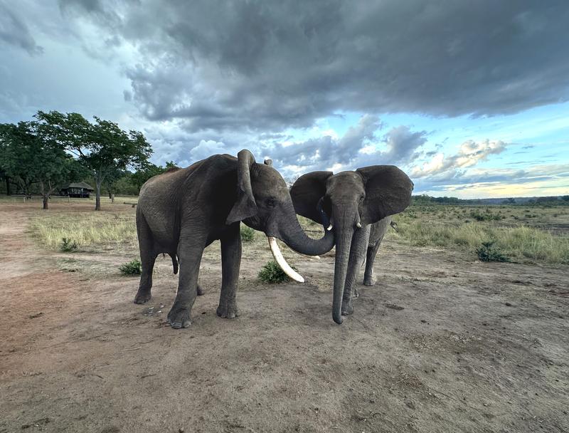 Doma (Männchen) und Kariba (Weibchen) begrüßen sich. Doma berührt Karibas Schläfendrüse, während er mit den Ohren wackelt, und Kariba hält ihre Ohren gespreizt.