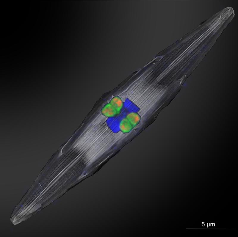 The Rhizobial nitrogen fixing symbionts (fluorescently-labeled in orange and green using genetic probes) residing inside diatoms collected from the tropical North Atlantic. The nucleus of the diatom is shown in bright blue. 