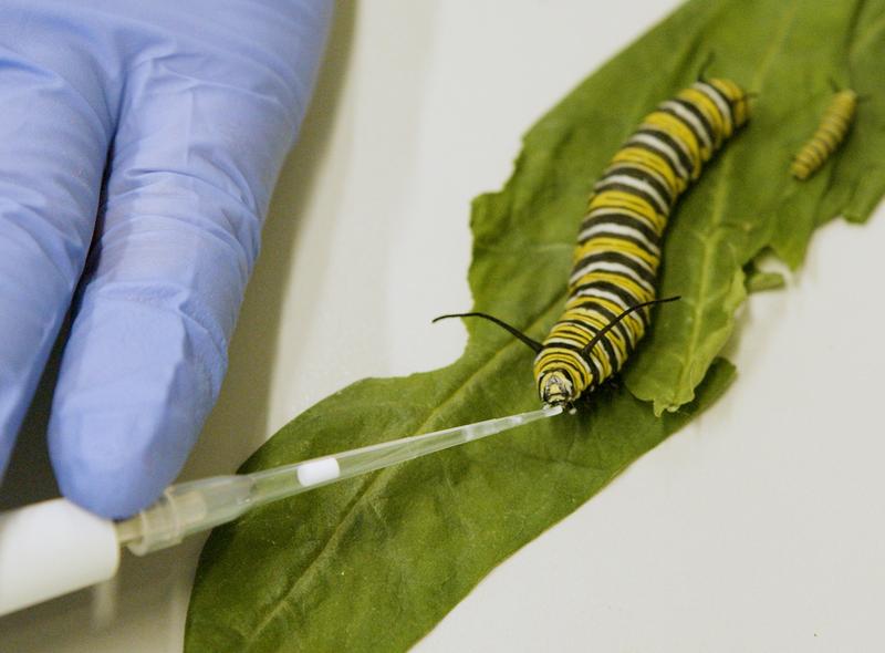 Monarchfalter-Raupen ernähren sich vom giftigen Milchsaft der Seidenpflanze. Dahinter steckt eine clevere Abwehr-Strategie. Ihre Gier ist sogar so groß, dass sie die Pflanze förmlich melken, sagen Forschende der Universität Hohenheim. 