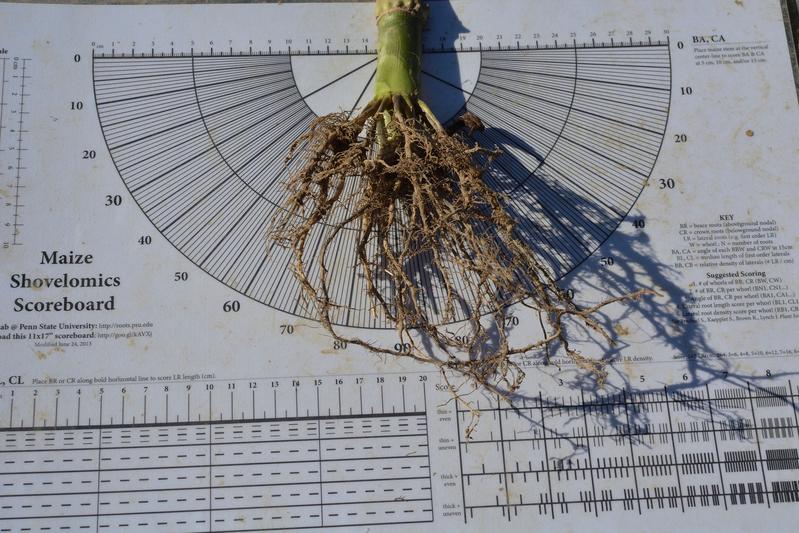 Template for measuring corn roots in the field to examine the architecture of the root system. 