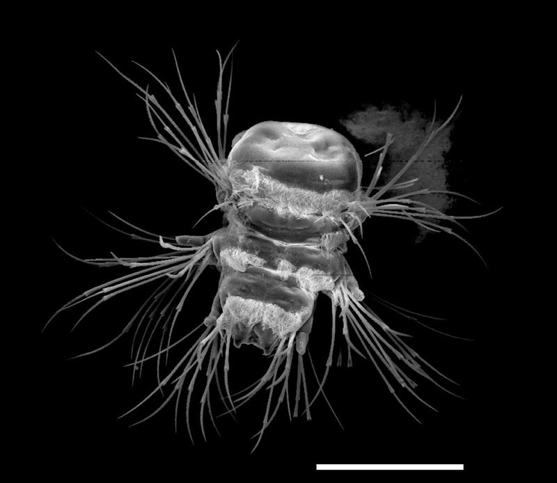 Larve des Meeresringelwurms Platynereis dumerilii, Rasterelektronenmikroskopische Aufnahme (Größenmaßstab: 100µm)