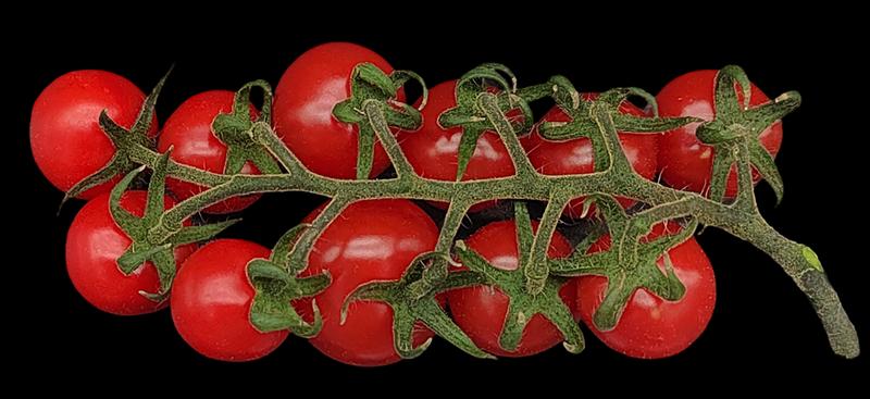 Photo of tomato fruits produced by a tetraploid tomato plant (with 48 chromosomes) produced in this study by crossing two different tomato MiMe parents.