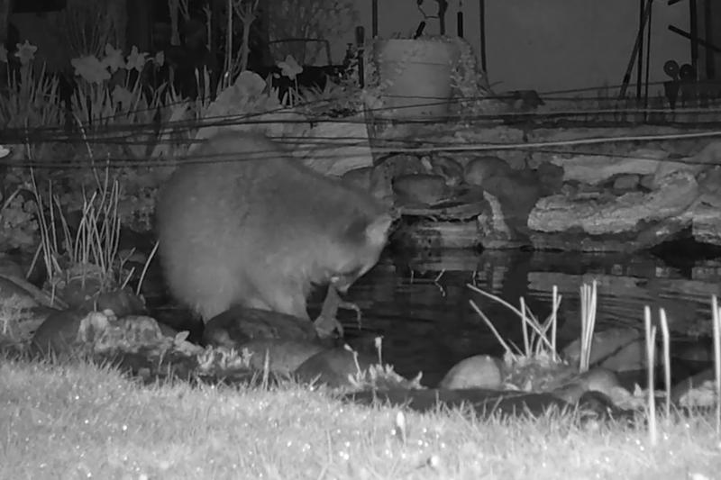 Die Wildtierkamera zeigt, wie ein Waschbär einen Frosch in der Nacht erbeutet hat. 