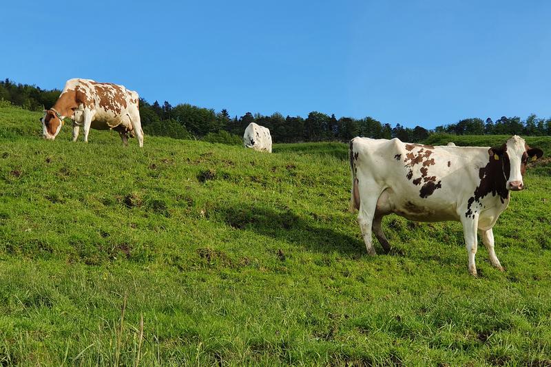 Weiden, auf denen Kühe grasen, bieten über die reine Agrarproduktion hinaus weiteren Nutzen, etwa für Wanderer.