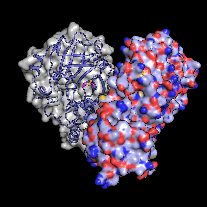 Ein exaktes Verständnis der Struktur und des Lebenszyklus des SARS-CoV-2-Virus ist für die Entwicklung von Impfstoffen und Therapien unerlässlich.