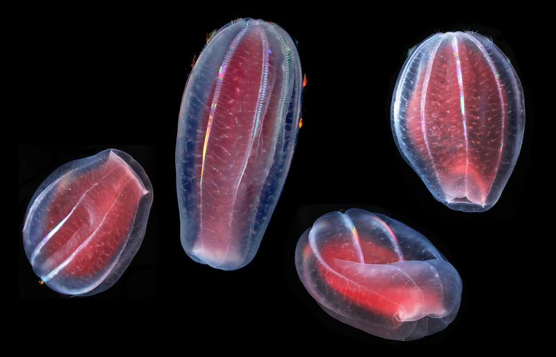 Ctenophore Beroe sp.