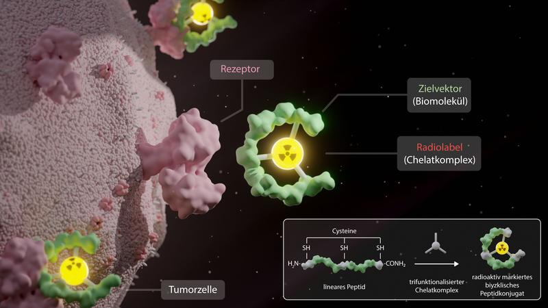 Schematische Darstellung eines ringförmigen Moleküls, das an eine Tumorzelle andockt. Ein solches Molekül wollen die Wissenschaftler der Klinik für Nuklearmedizin entwickeln, um das radioaktive Material zielgenauer in Tumorzellen einschleusen zu können.