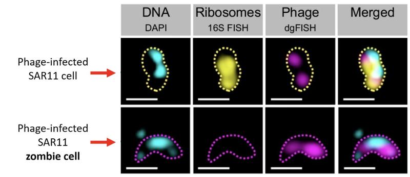 Under the microscope, scientists identified SAR11 zombie cells by their distinct lack of ribosomes. In an example comparing a live, infected SAR11 cell to an infected zombie cell.