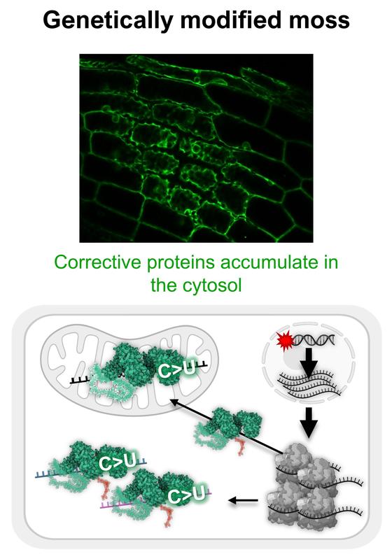 The “Tipp-Ex” proteins in the genetically modified moss accumulated in the cytosol, where they modified copies of genes. This is why the plant usually transports the proteins quickly into its organelles.