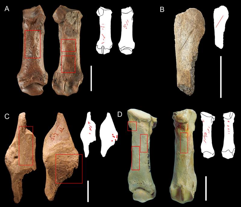 Vier Beispiele von durch Menschen verursachte Schnittspuren an Bärenresten aus Schöningen (A), Ein-hornhöhle (B), Schafstall II (C), Hohle Fels (D)