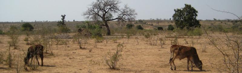 Eine der Studien untersuchte experimentell und mithilfe von Modellsimulationen Handlungsoptionen für die Reduzierung von Futterlücken durch verbessertes, integriertes Management gemischter Ackerland-Weideland-Systemen in Südafrika