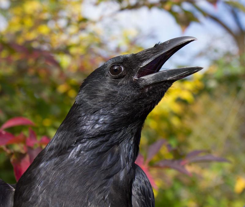 Crows, which belong to the group of songbirds, can count their self-generated vocalizations.