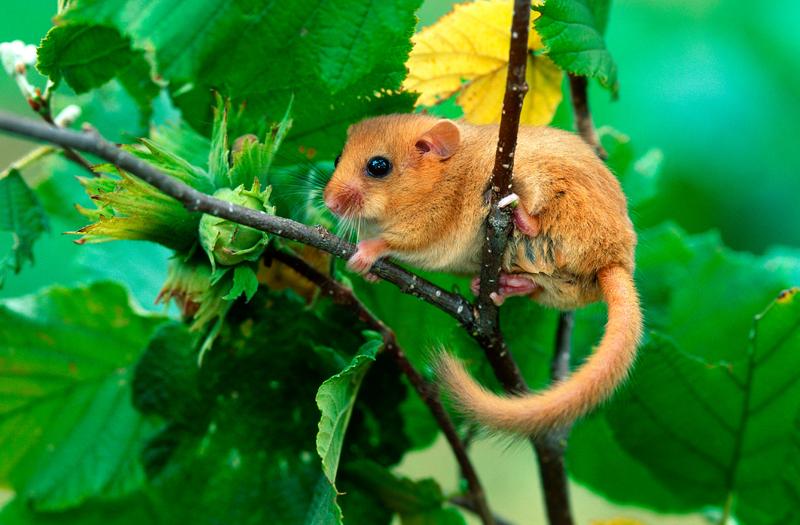 Hazel dormouse