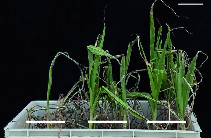 Drei verschiedene Maispflanzen nach einer Dürre und anschließender Wiederbewässerung. In den beiden rechten Pflanzen wurde ein Gen ausgeschaltet, wodurch sie weniger Seminal- und mehr Lateralwurzeln bildeten. Linke Pflanze mit intaktem Gen.
