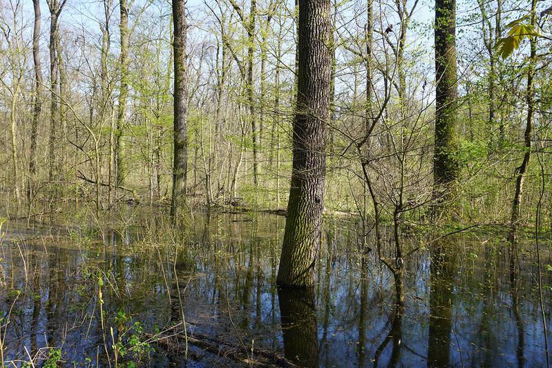 Flächige Ausuferrungen durch ein wieder hergestelltes Wasserregime des Burgauenbaches im Leipziger Auwald 