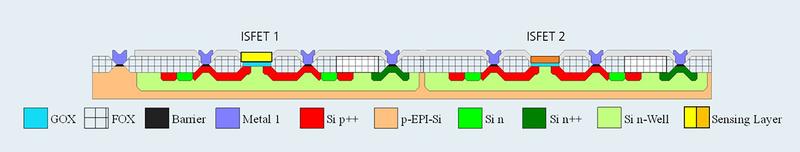 Schematische Darstellung des Chipquerschnitts mit 2 ISFETs. 