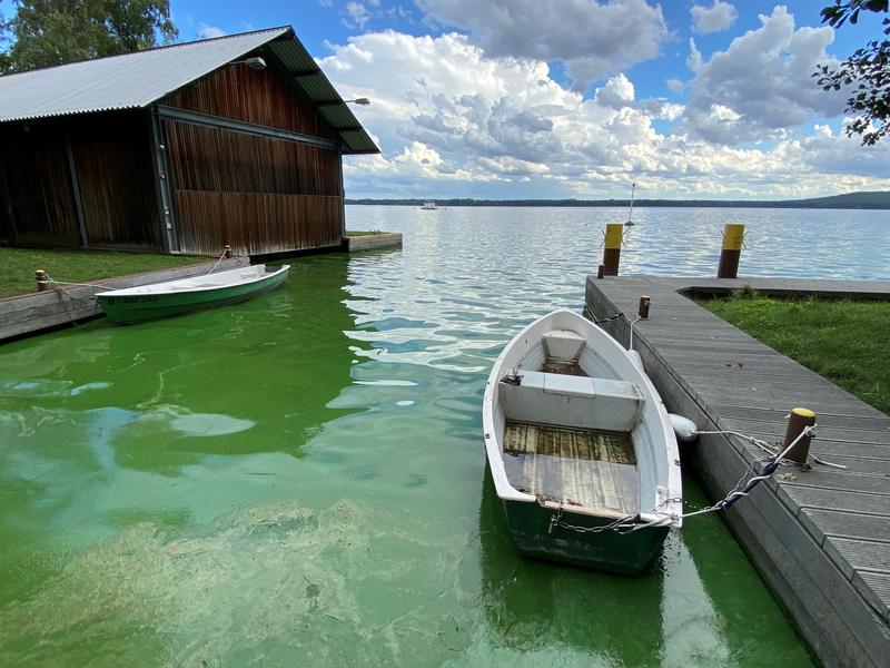 Blaugrüne Algenteppiche sind typisch für Massenentwicklungen von Cyanobakterien in Seen im Sommer.