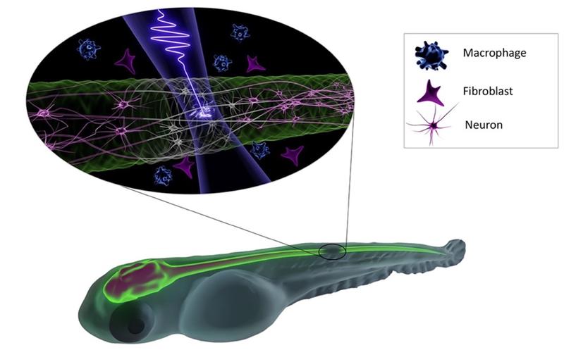 Präzise ausgerichtete Femtosekunden-Laserpulse wurden unter verschiedenen Bestrahlungseinstellungen auf das zentrale Nervensystem von Zebrabärblingen fokussiert.