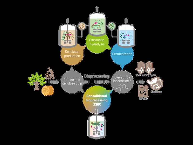Konventionelle Bioprozesse nutzen drei separate Schritte, um Zellulose in Produkte wie Bioplastik und Biotreibstoffe umzuwandeln. Die konsolidierte Bioprozesstechnik (CBP) kombiniert alle Schritte in einem einzigen Reaktor.