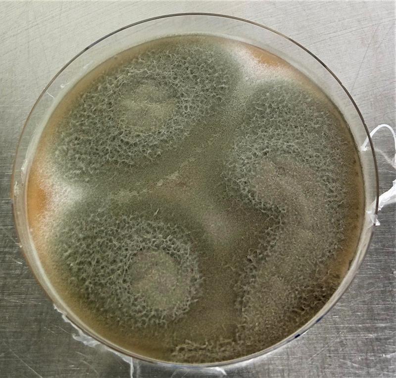 Talaromyces verruculosus in a petri dish