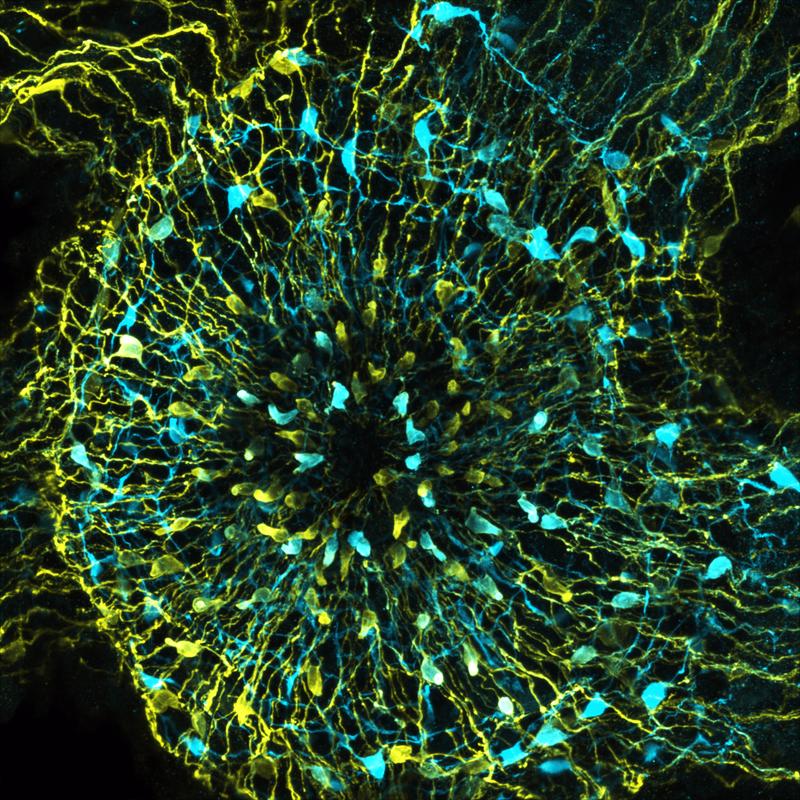 The CRC 1182 researchers discovered that Hydra has two specific, indirectly connected nerve populations (coloured blue and yellow) whose activity changes depending on the feeling of satiety.