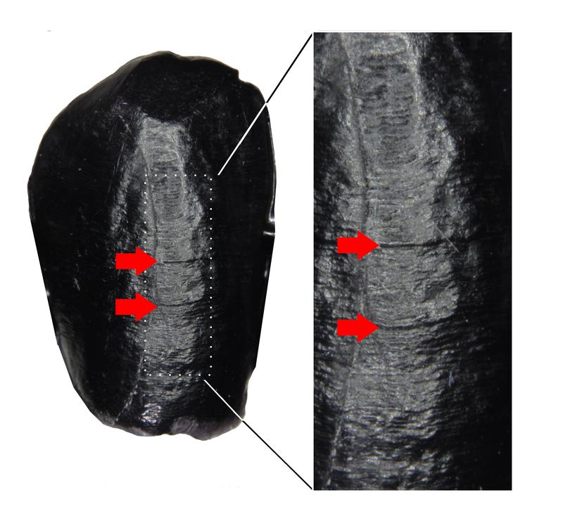 Macro photograph of a high-resolution replica of the lower right canine of a Neanderthal from the Le Moustier (France) site. Defects in the dental enamel formation are marked with red arrows.