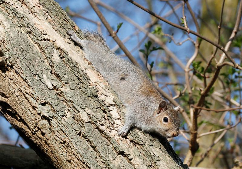 Das Grauhörnchen aus Nordamerika breitet sich derzeit in Europa aus und verdrängt das Eurasische Eichhörnchen.