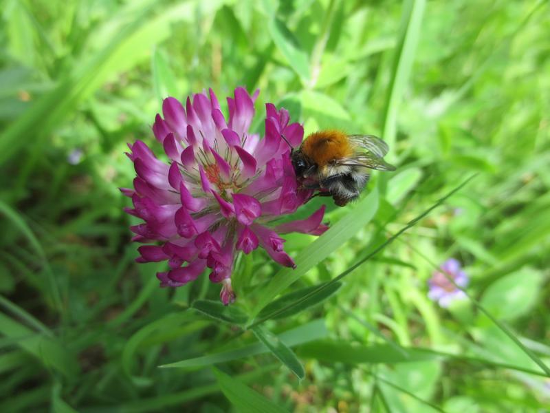 Eine Ackerhummel beim Blütenbesuch am Trifolium pratense (Rotklee)