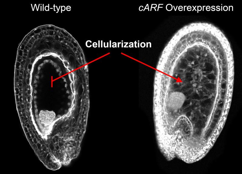 The inside of two developing Arabidopsis thaliana seeds at 4 days after pollination. While the wild-type seed has not yet initiated endosperm cellularization, the seed with increased cARF activity is already completely cellularized.