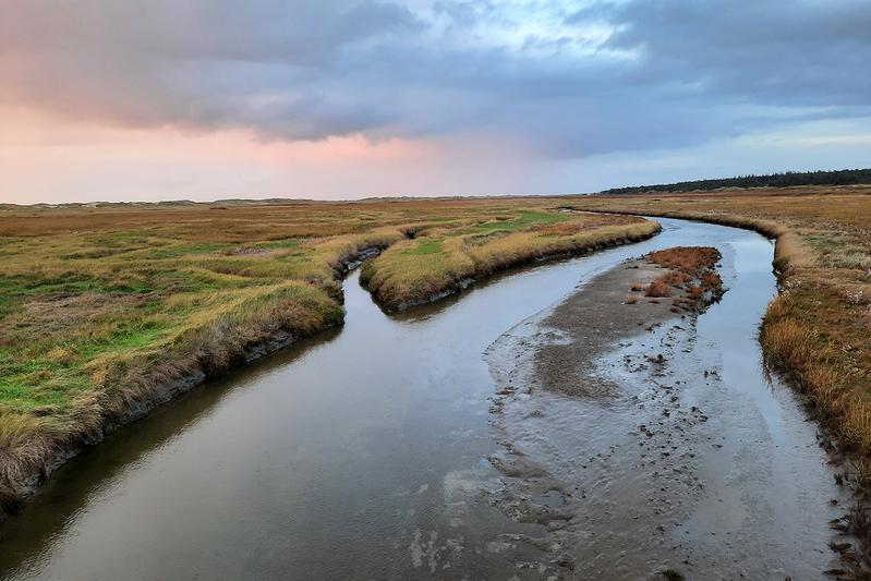 Salzwiesen bilden einen wesentlichen Baustein des Küstenschutzsystems an der Niedersächsischen Festlandküste. Diese Salzwiesenlagune ist in St. Peter-Ording zu sehen.