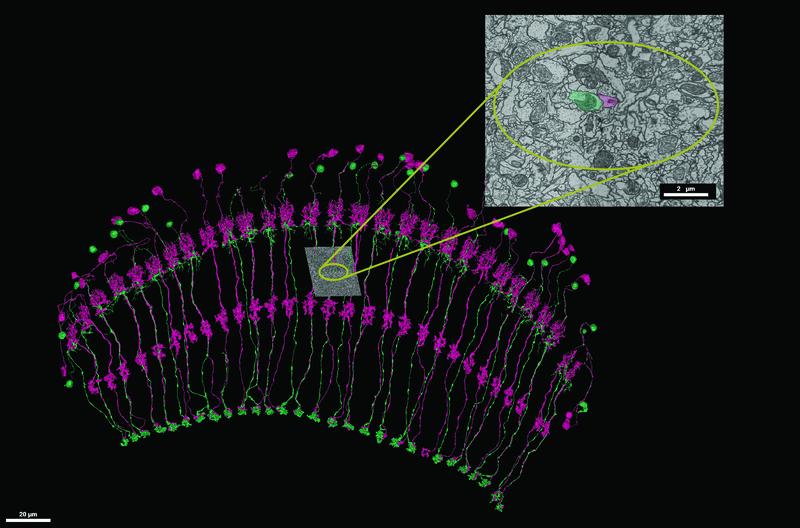 Repetitively arranged Tm neurons in the visual system of the fruit fly: The small section is an image prepared using an electron microscope with two of the axons highlighted in color.