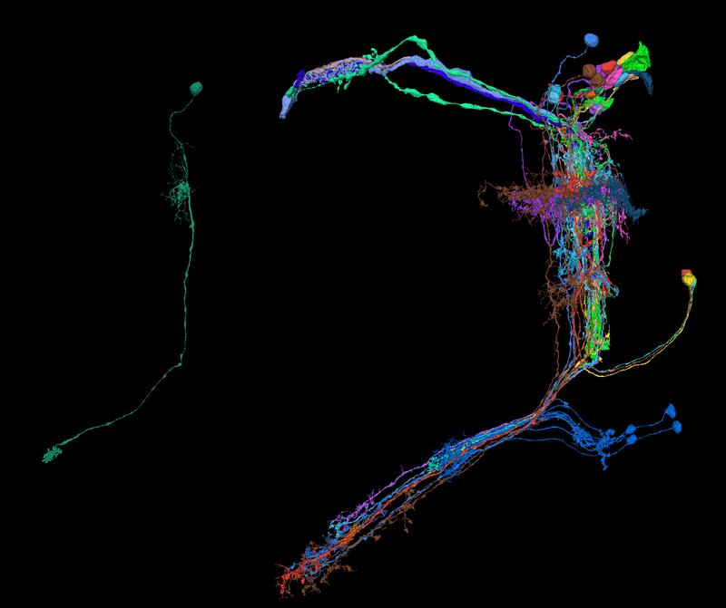 An isolated Tm9 cell (left) and with all its presynaptic neurons, reconstructed with aid of FlyWire.ai (right).