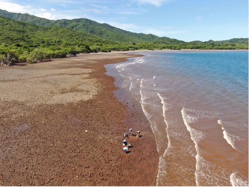 Sampling on the coastal shore of Panama.