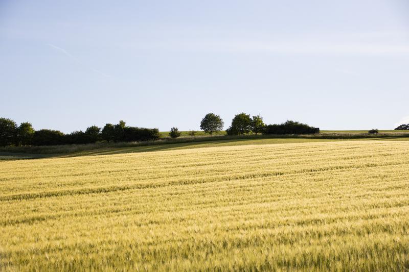 Eine vielfältige Landschaft beherbergt eine vielfältigere Tier- und Pflanzenwelt: Dieses Ackerland grenzt zum Beispiel an Wiesen mit Büschen und Bäumen. Solche naturnahen Bereiche bieten Nahrung, Schutz und Nistplätze.