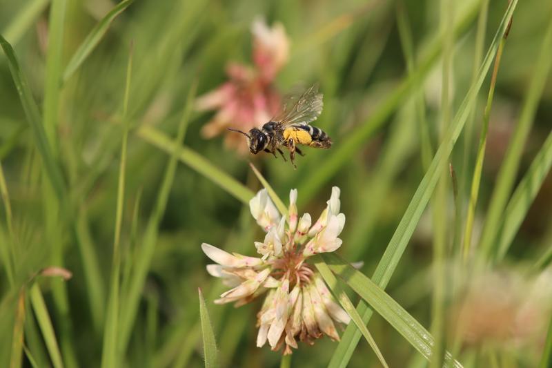 Die biologische Vielfalt in Agrarökosystemen profitiert von einer vielfältigen Umgebung mit einer hohen Zahl an Feldfrüchten, darunter auch Bienen und andere Nützlinge wie Laufkäfer und Spinnen. 