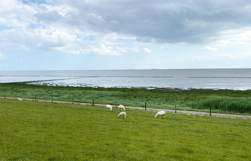 Der vertraute Anblick von Land-Meer-Übergangzonen könnte aufgrund der Klimakrise bald der Vergangenheit angehören. 