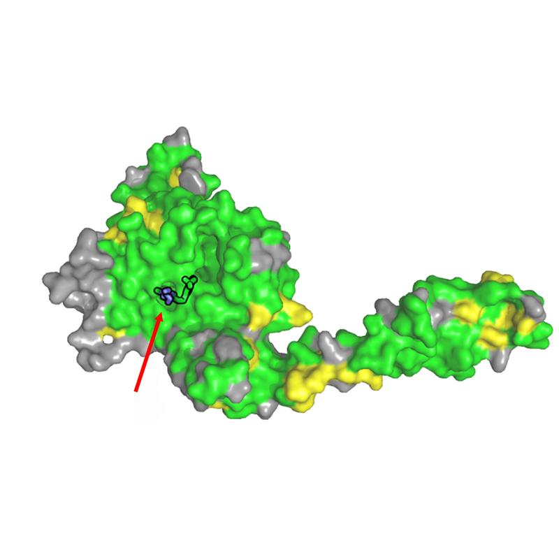 Die Struktur von USP28 im Komplex mit dem Inhibitor AZ1. Markiert sind alle Aminosäuren, die ähnlich (gelb) oder identisch (grün) gegenüber USP25 sind. Der Pfeil zeigt auf den Inhibitor.